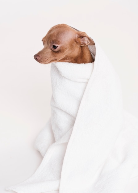 Gratis foto vooraanzicht schattige hond zit in een handdoek