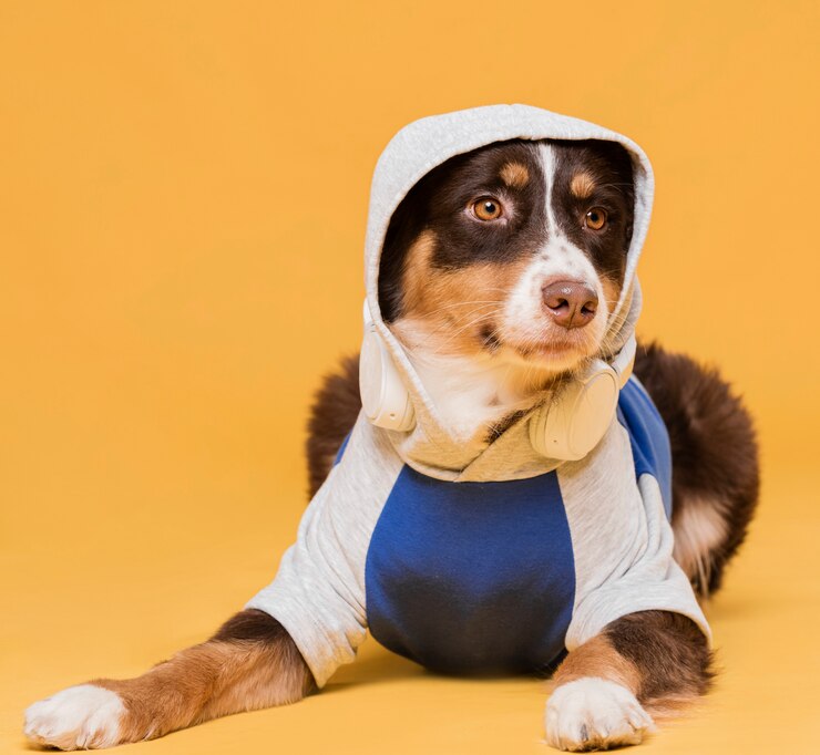 Gratis Foto vooraanzicht schattige hond zit