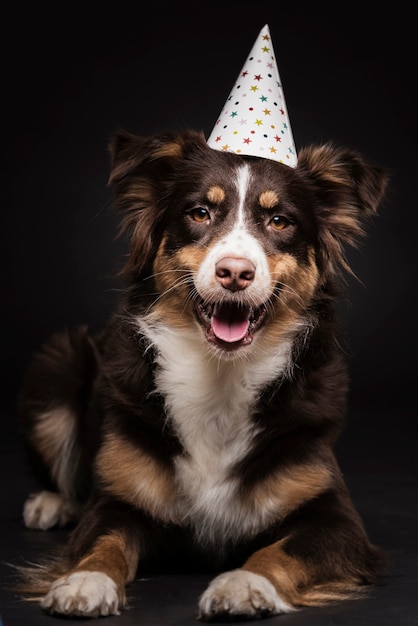 Vooraanzicht schattige hond zit