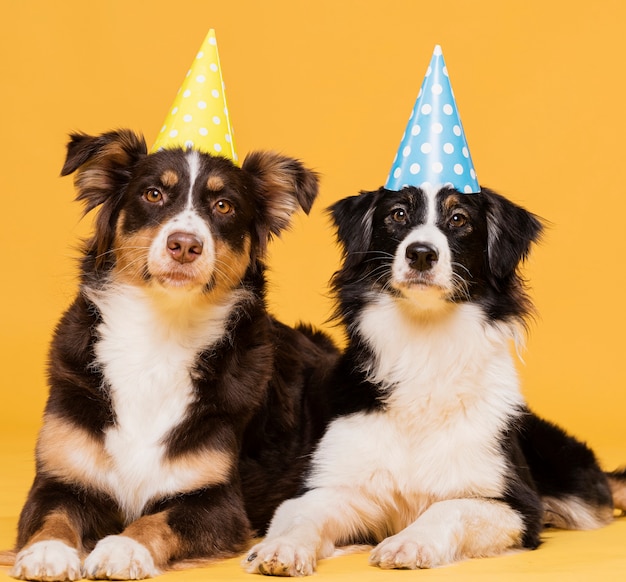 Gratis foto vooraanzicht schattige honden zitten