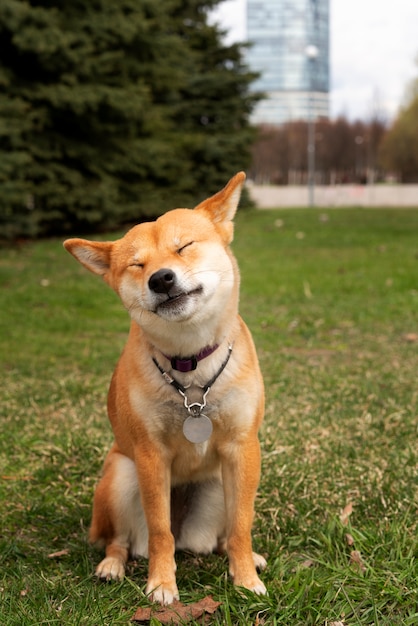 Vooraanzicht schattige shiba inu-hond