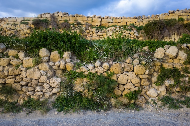 Vooraanzicht shot van een korte stenen muur bedekt met planten op een zonnige dag