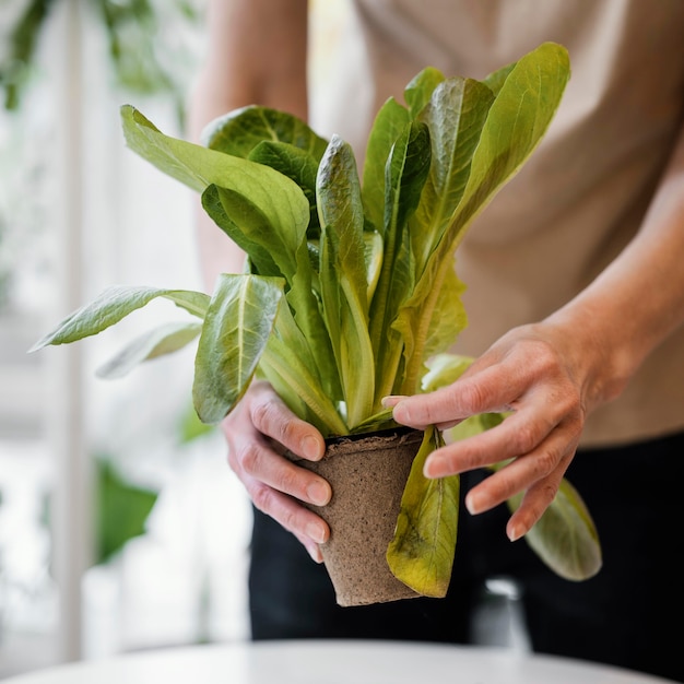 Vooraanzicht van de vrouw die plant binnenshuis cultiveert