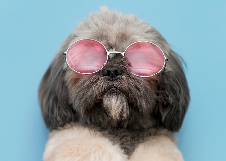 Gratis Foto vooraanzicht van grappige schattige hond concept