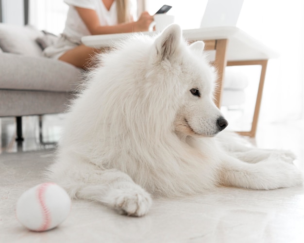 Vooraanzicht van mooie lieve hond