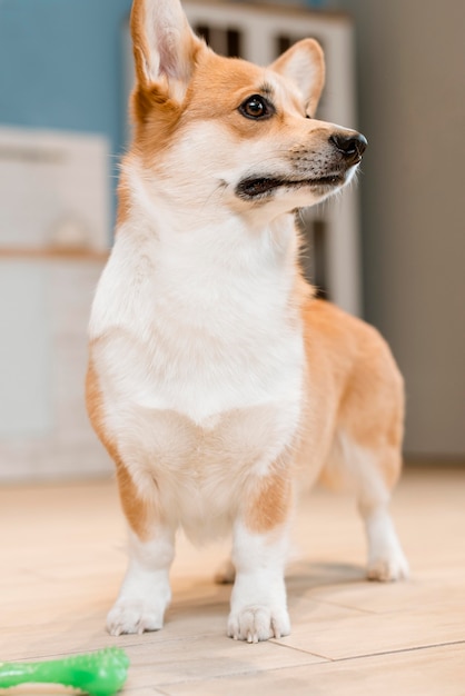 Vooraanzicht van schattige hond met speelgoed