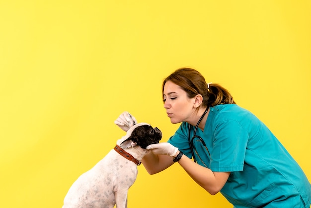 Gratis foto vooraanzicht van vrouwelijke dierenarts die hondje op gele muur observeert