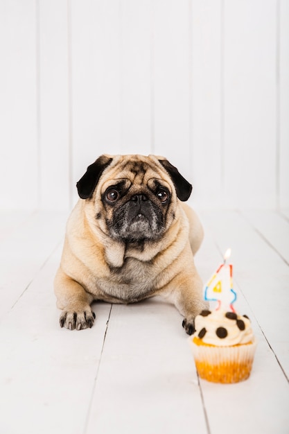 Gratis foto vooraanzichthond en cake voor zijn vierde jaarviering