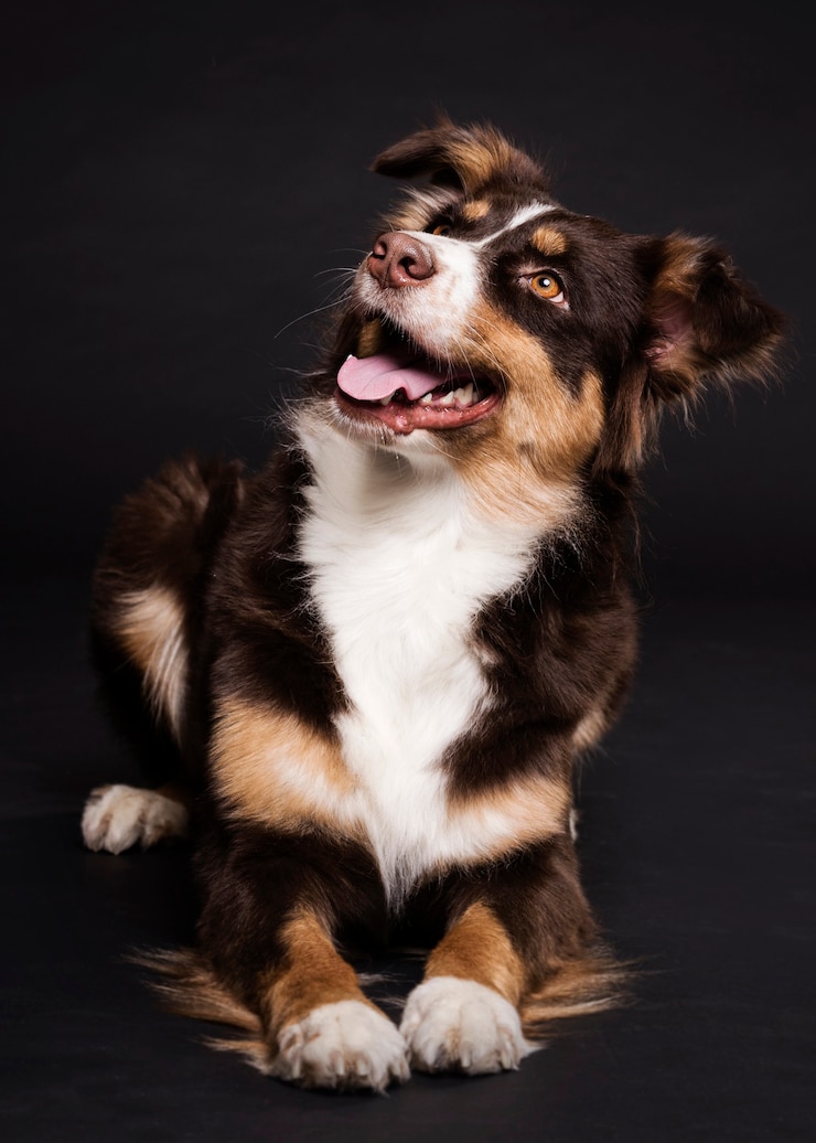 Gratis Foto voorbeeld van een schattige hond die zit.
