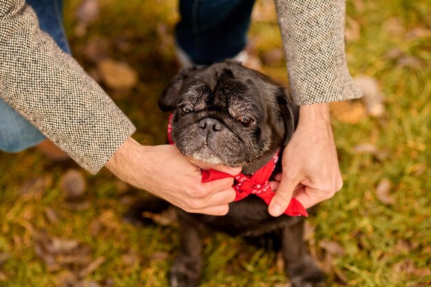 Voorbereidingen voor de wandeling. Een eigenaar van een huisdier die de halsband van zijn hond omdoet