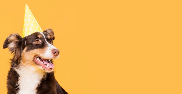 Voorzijde schattige hond met kopieerruimte