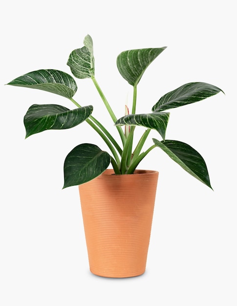 Vrede lelie plant in een terracotta pot huis decor object