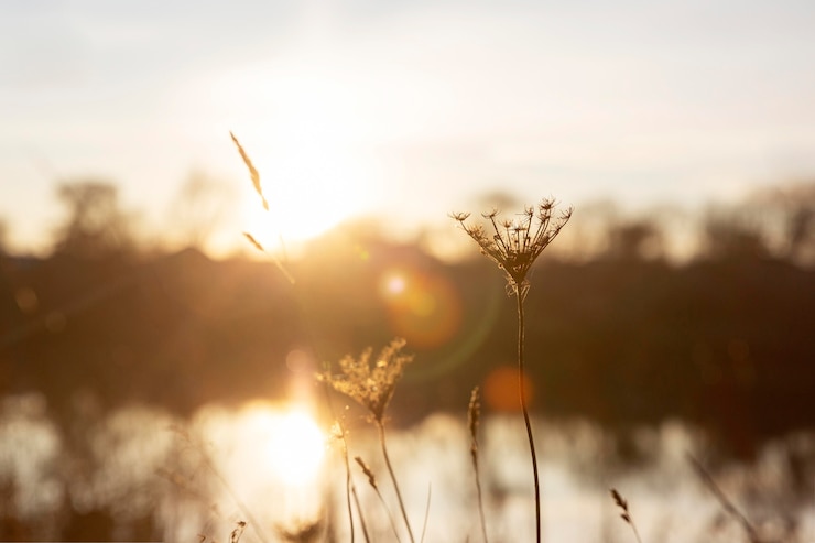 Gratis Foto vreedzaam uitzicht op het ochtendlicht