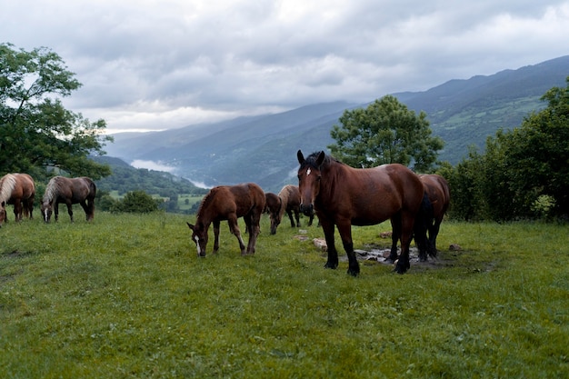 Vreedzame schattige paarden in de natuur