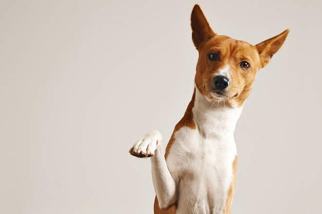 Gratis foto vriendelijke slimme basenji-hond die zijn poot dicht omhoog geïsoleerd op wit geeft