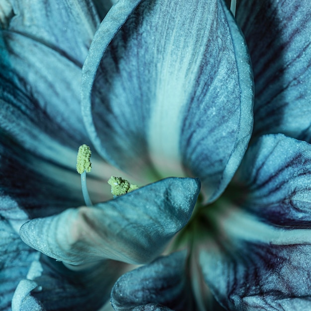 Vrij macro blauwe bloem