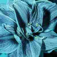 Gratis foto vrij macro blauwe bloem