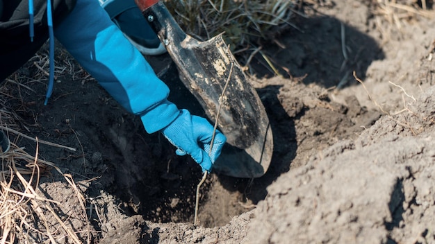 Gratis foto vrijwilliger bomen planten in de natuur