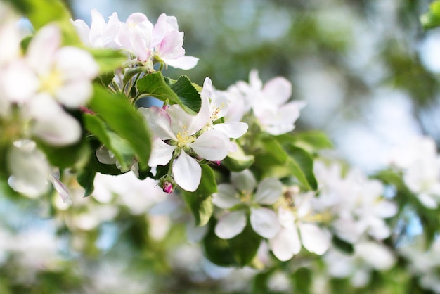 Vroege lente de bloeiende appelboom met helderwitte bloemen