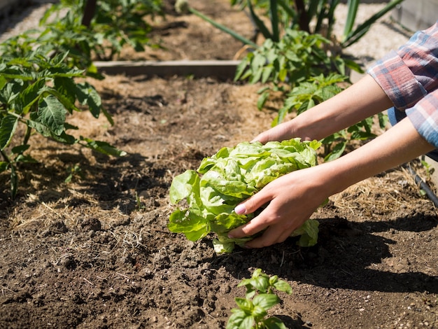 Vrouw die een groene kool van de grond neemt