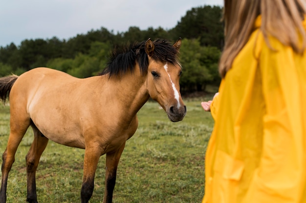 Gratis foto vrouw die een paard wil raken