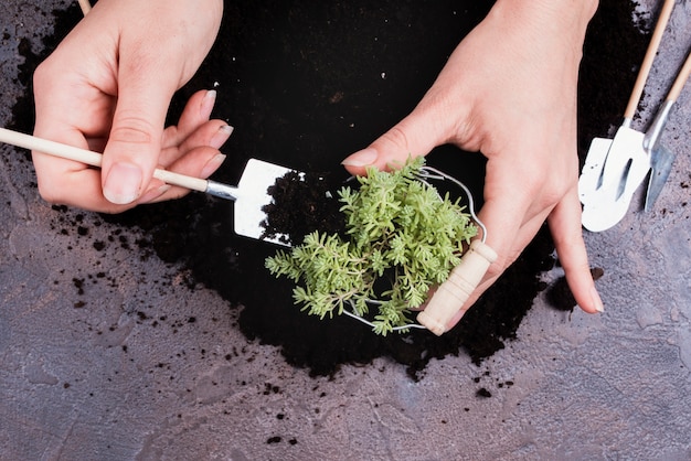 Gratis foto vrouw die een plant behandelt