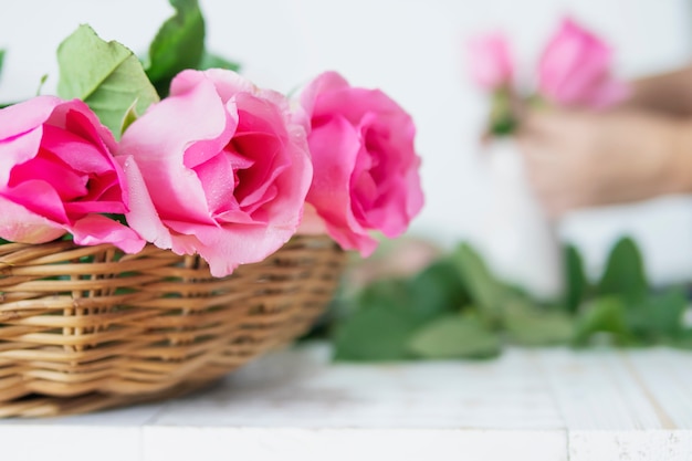 Vrouw die roze rozen gelukkig aan witte vaas aanbrengen