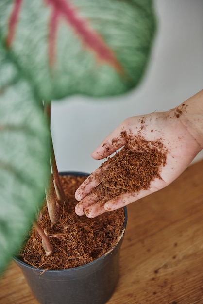 Vrouw die voor haar plantenbaby zorgt