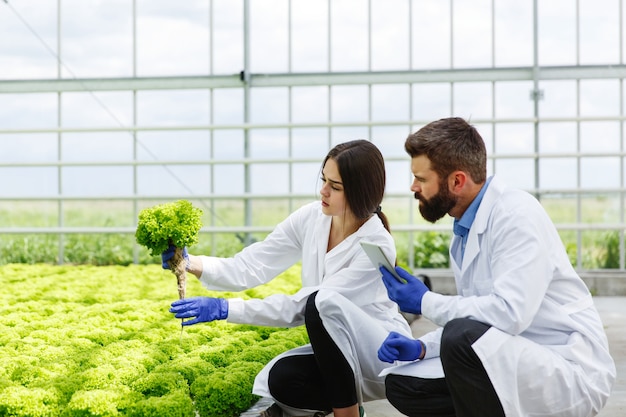 Vrouw en man in laboratorium gewaden onderzoeken zorgvuldig planten in de kas