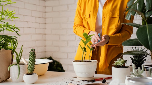 Vrouw het verzorgen van plant in pot