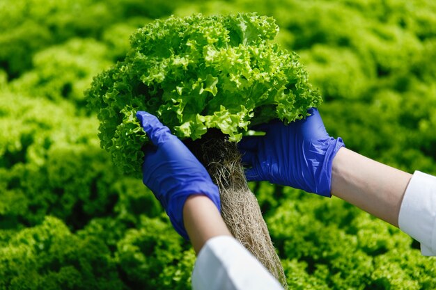 Vrouw in blauwe handschoenen houdt groene salade in haar armen