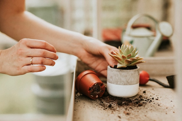 Vrouw tuinman sappig planten in pot