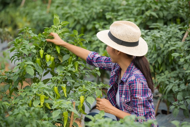 Vrouw van middelbare leeftijd boer, met biologische chili bij de hand