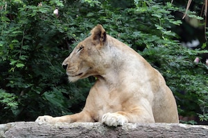 Vrouwelijke afrikaanse leeuw close-up hoofd afrikaanse leeuw close-up gezicht
