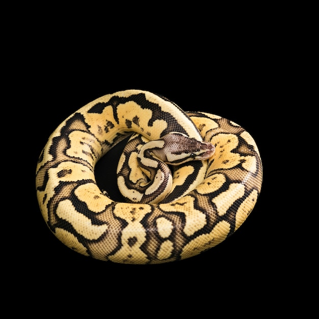 Vrouwelijke balpython. Vuurvlieg Morph of mutatie