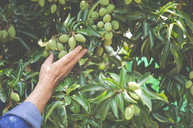 Vrouwelijke boeren controleren lychee in de tuin.