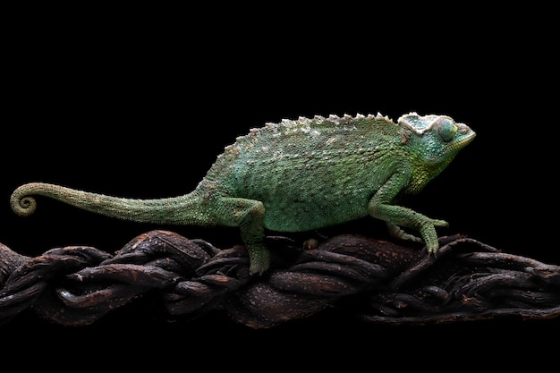 Vrouwelijke Chameleon jackson die op tak loopt met zwarte achtergrond Vrouwelijke Chameleon jackson op tak