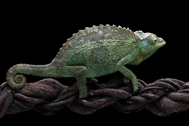 Vrouwelijke Chameleon jackson die op tak loopt met zwarte achtergrond Vrouwelijke Chameleon jackson op tak