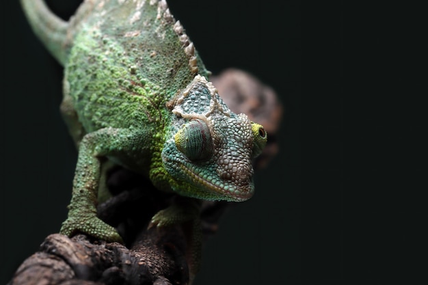 Vrouwelijke Chameleon Jackson die op tak loopt Vrouwelijke Chameleon Jackson op tak