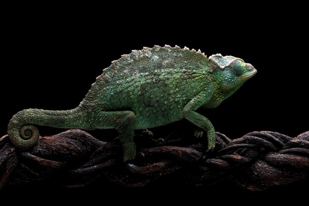 Vrouwelijke Chameleon jackson lopen op tak met zwarte achtergrond