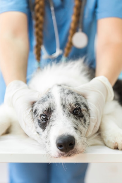 Vrouwelijke dierenarts die het gezicht van de hond op lijst in kliniek houden