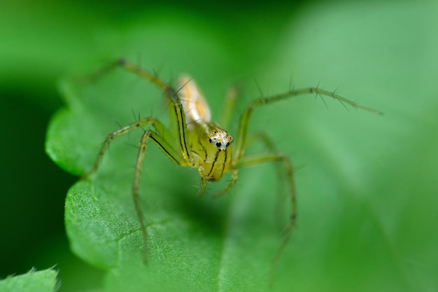 Gratis foto vrouwelijke gestreepte lynxspin oxyopes salticus