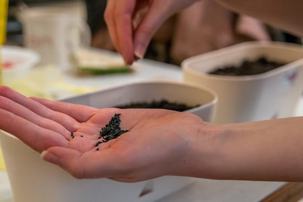 Vrouwelijke handen met lichte manicure handen zaaien graan en grond in een pot voor het planten van planten. Vrouw zaaien zaden in de grond aan tafel thuis. Vrouwelijke tuinman zaait zaailingen in haar huis