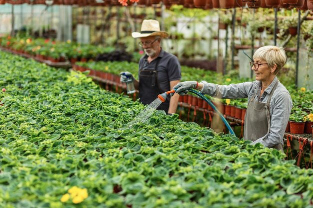 Vrouwelijke kasarbeider die tuinslang gebruikt en potplanten water geeft