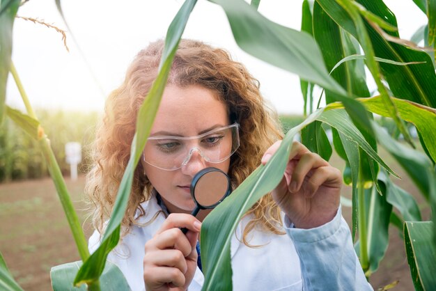 Vrouwelijke landbouwingenieur met behulp van vergrootglas om de kwaliteit van maïsgewassen in het veld te controleren