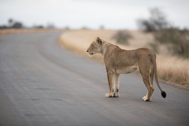 Vrouwelijke leeuw die op de weg loopt