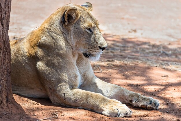 Vrouwelijke leeuw die op een zonnige dag op de grond rust
