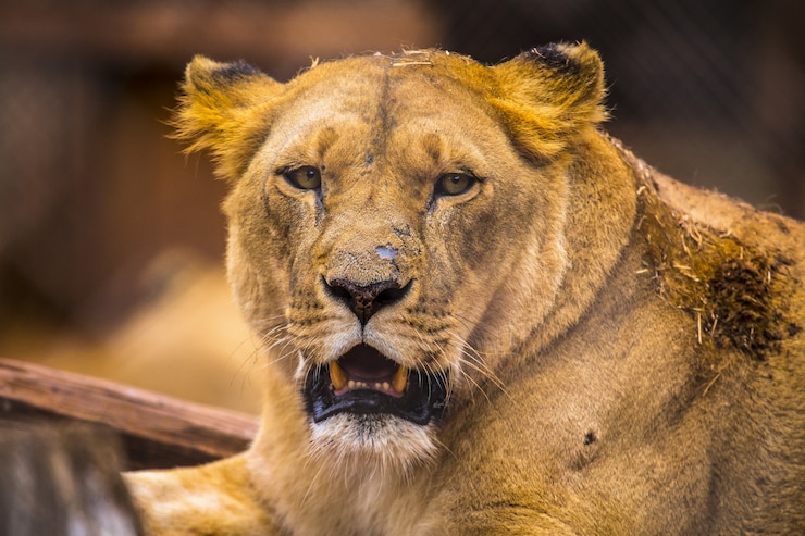 Gratis Foto vrouwelijke leeuw in een dierenweeshuis in kenia