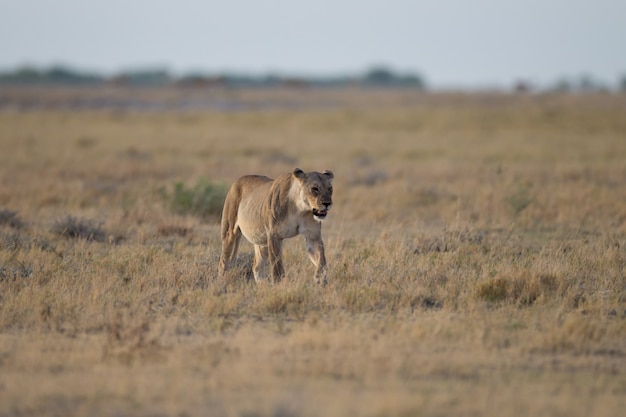 Vrouwelijke leeuw op een bush-veld op jacht naar een prooi