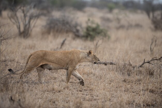 Vrouwelijke leeuw op jacht naar prooi